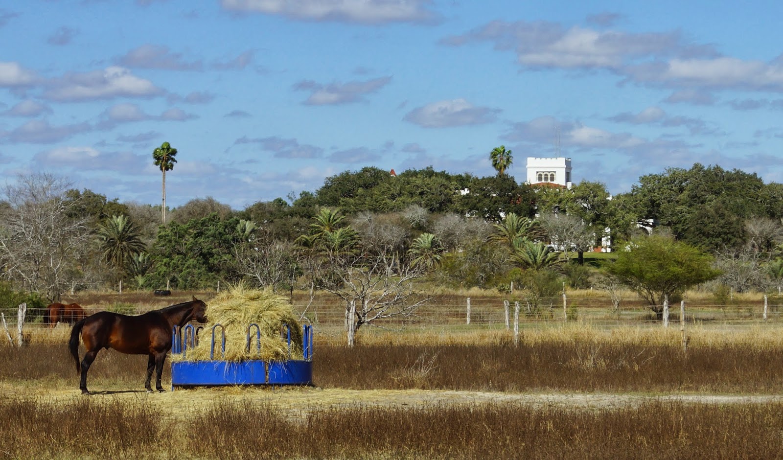 Dancing 'Cross the Country The King Ranch