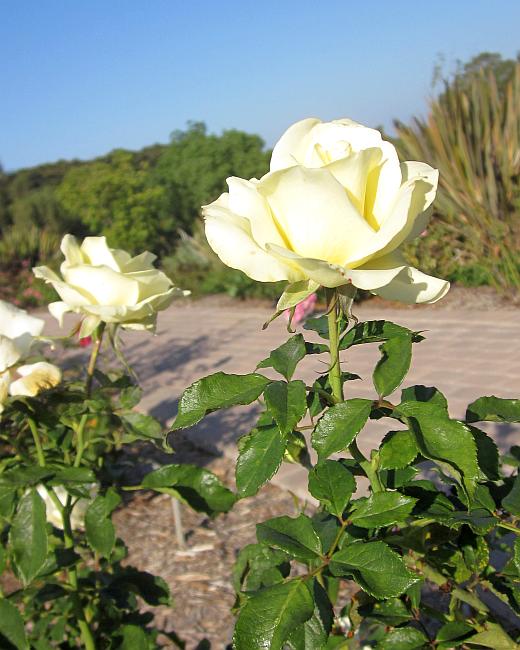 Paideia Friday Flowers Bitter Roses
