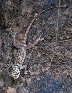 Tropidurus torquatus, Amazon Lava Lizard.