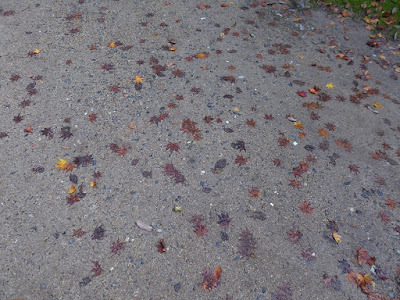 磐船神社 紅葉の落ち葉