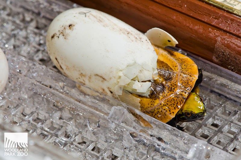Box turtle hatching caught on camera