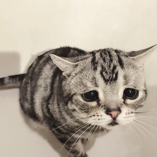 Bộ mặt buồn thiu như mất sổ gạo của boss mèo đáng yêu