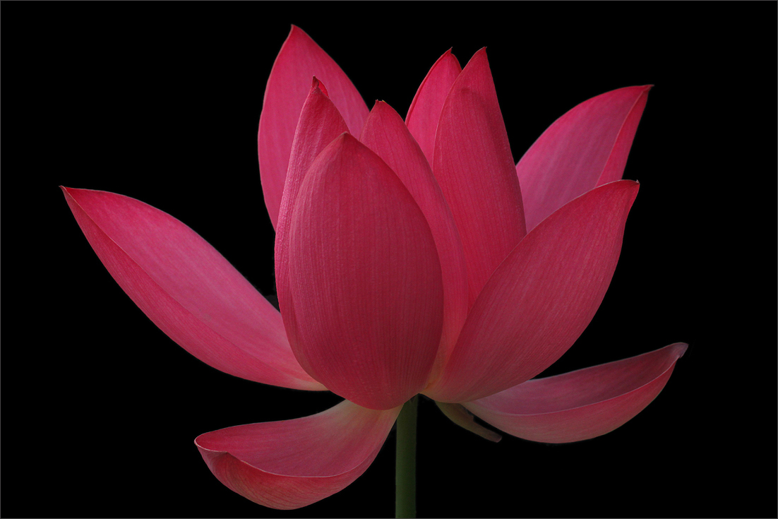 Red Lotus Flower Flower HD Wallpapers Images PIctures Tattoos And