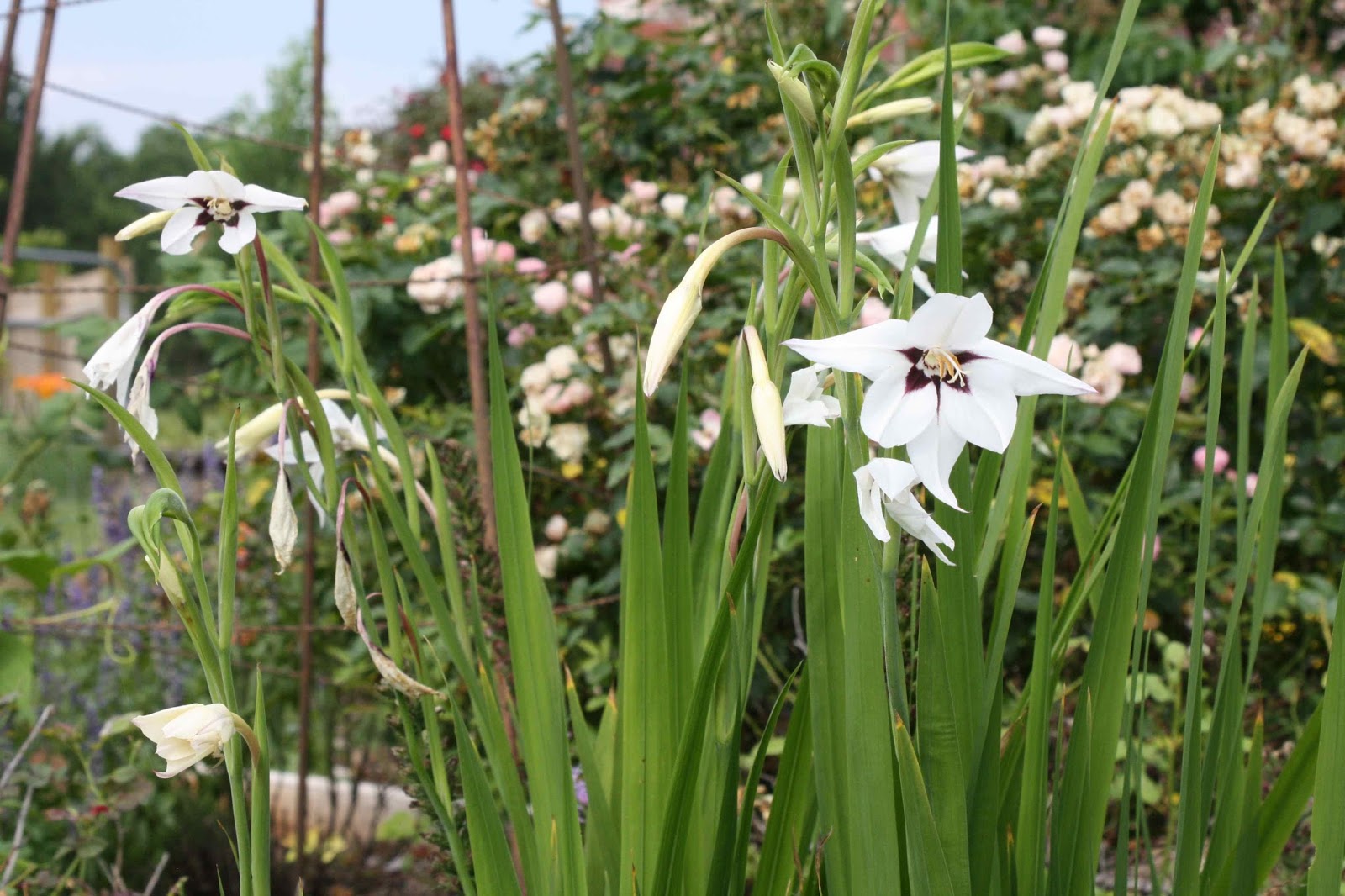Roses and Other Gardening Joys Peacock Orchid
