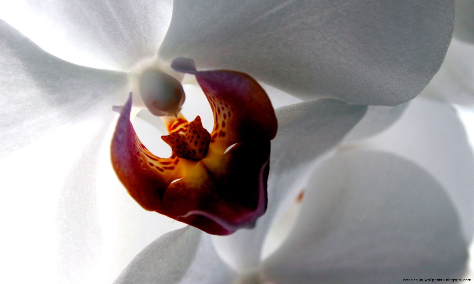 White Orchid