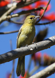 birds circle diego san bird inner crushing secret handshake learn either must would