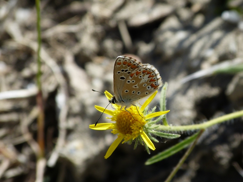 Butterfly Pictures Sierra Nevada Butterflies July 2016 (4)