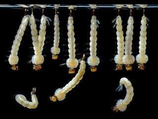 White Aedes aegypti larvae hanging in water on a black background