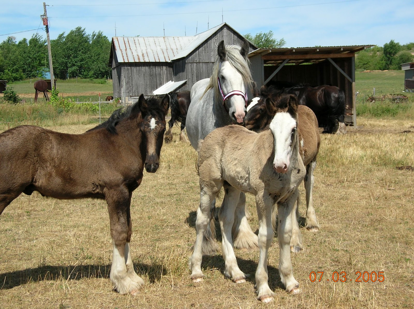 Hubbell Farm Blog Shire Horses for Sale