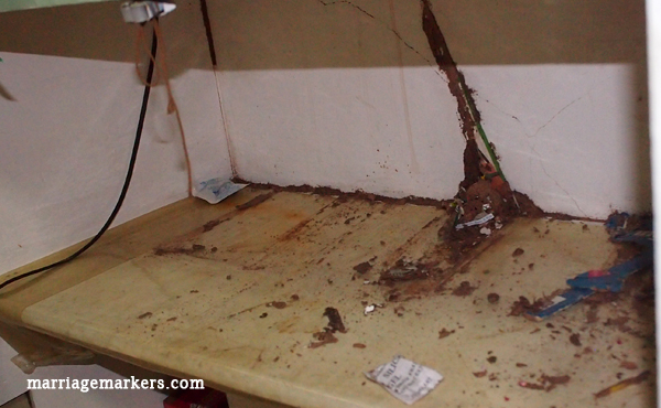 how to get rid of termites - pest control