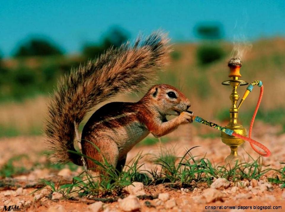 funny animal wallpaper