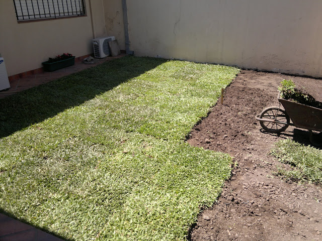 Técnico en Jardinería: Grama bahiana.