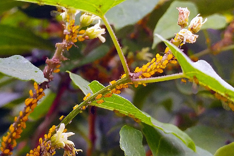 Tree and plant aphid infestation Alpharetta Ga