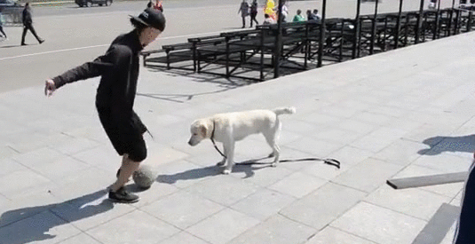 каждая собака знает мою походку