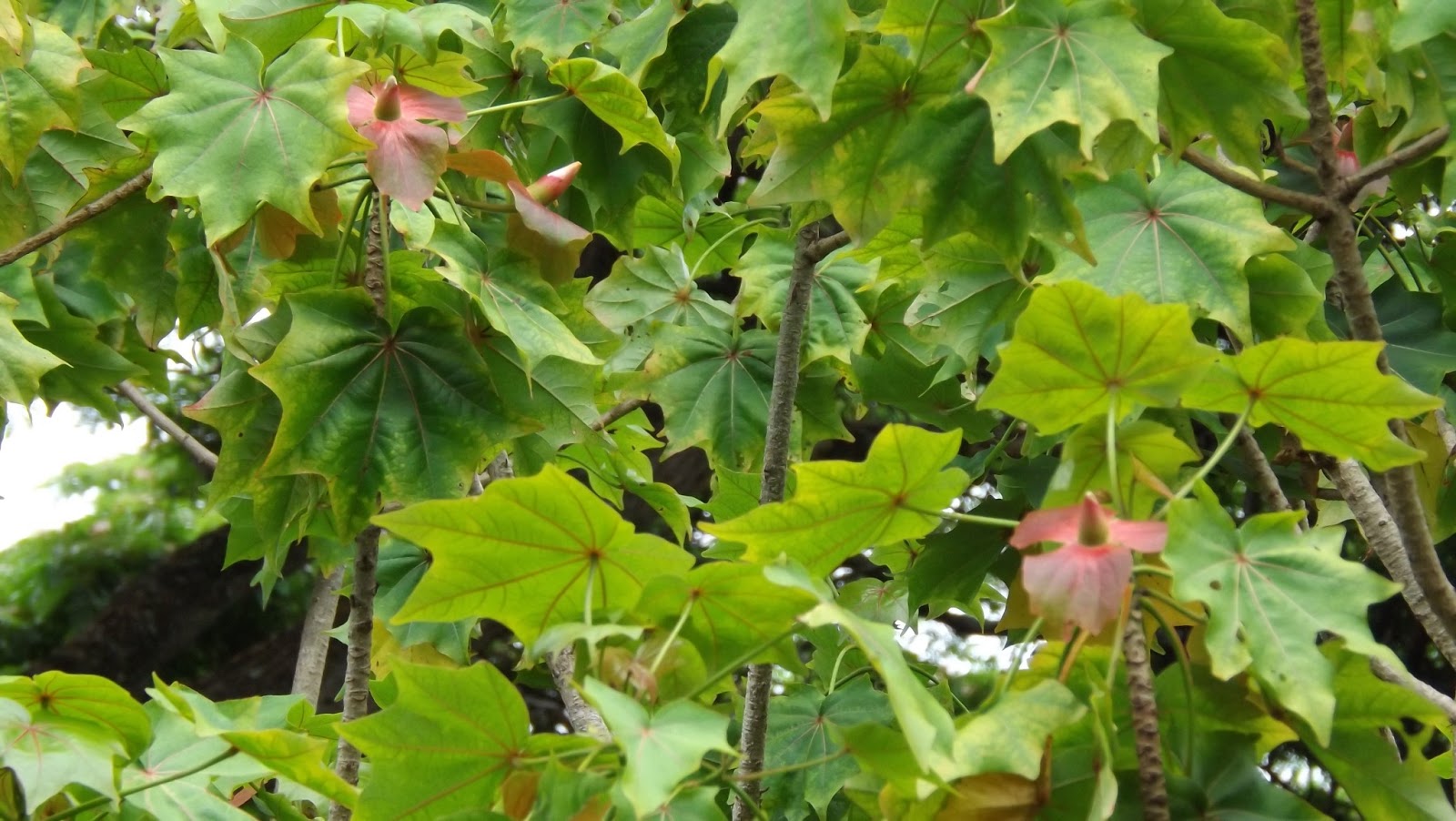 Donnelly Oceantics: NATIVE PLANTS AND CULTURE