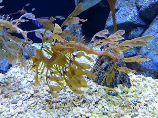 Dragon de mer feuillu - Hippocampe feuille - Phycodurus eques Dragon de mer feuillu - Hippocampe feuille - Phycodurus eques