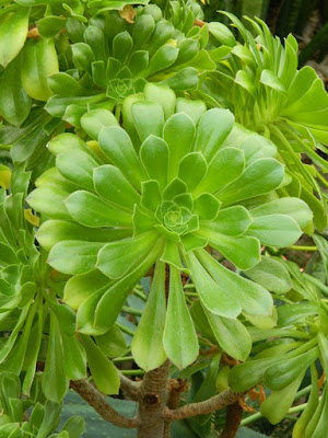 Aeonium at Etobicoke's Centennial Park Conservatory's Arid House by garden muses-not another Toronto gardening blog
