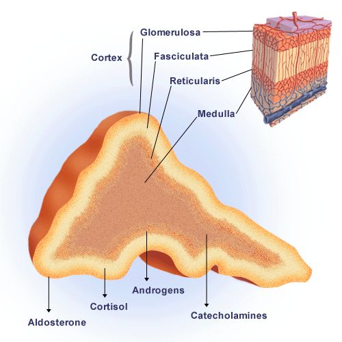 Lecture Notes in Medical Technology Lecture 7 THE ADRENAL GLAND