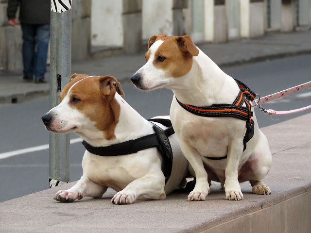 Curious dogs, Piazza Attias, Livorno