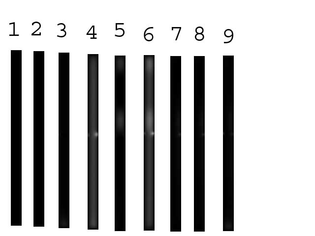 Untitled-2+copy.jpg