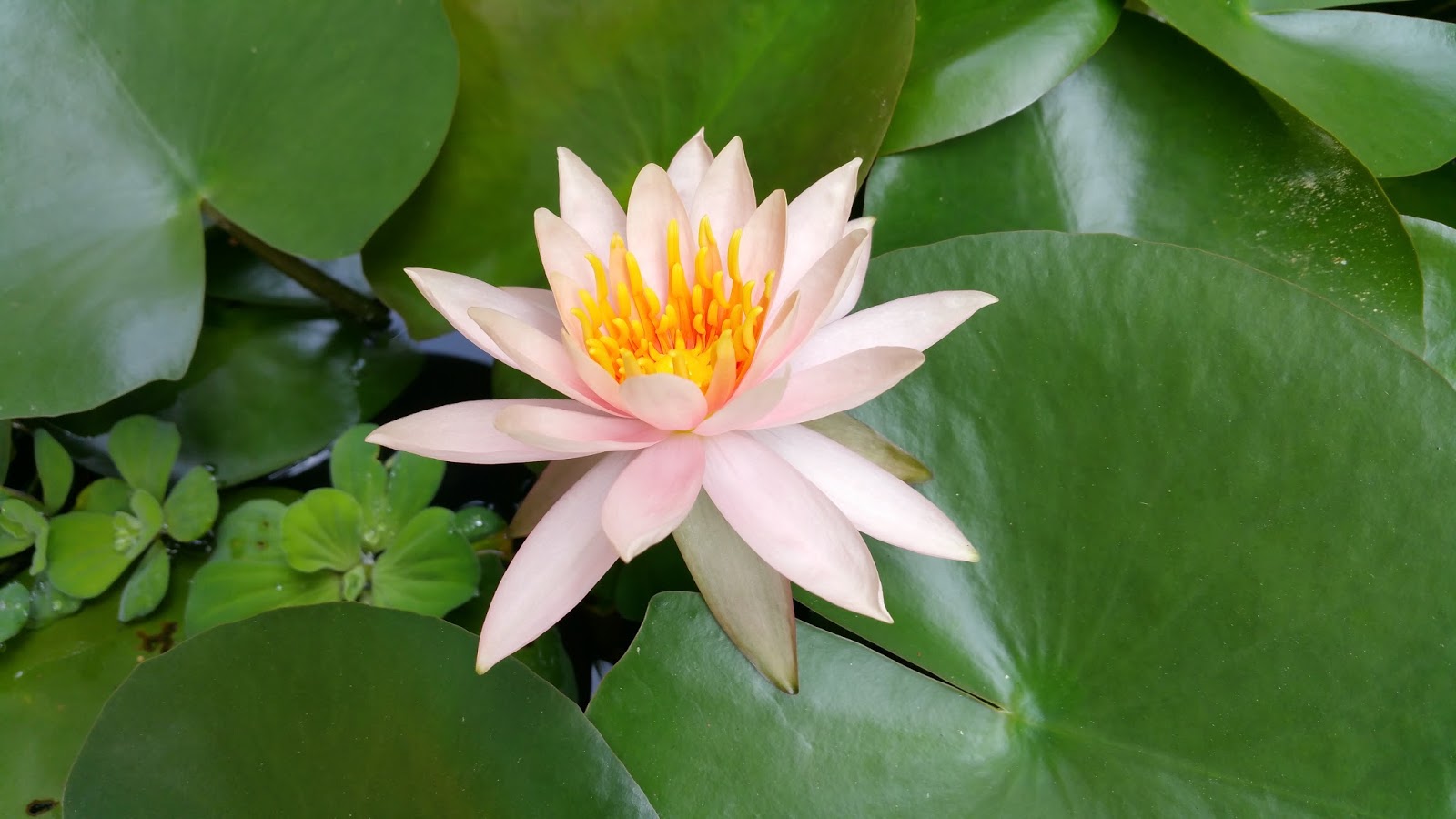 Xing Fu The Symbolism of the Lotus and the Muddy Pond