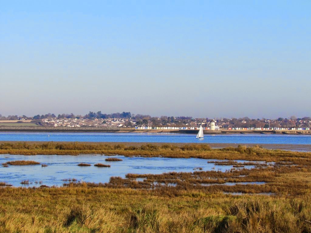 purple podded peas A Winter's Day on Mersea Island