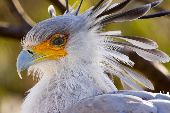 Breathtakingly Beautiful Secretary Bird That Could Become A Character In A Pixar Movie