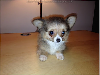 Dont Make These Mistakes With Your Long Haired Teacup Chihuahua Puppies 25 - 96vjk76