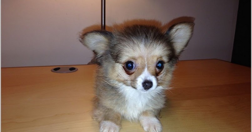 All About Dogs Images Long Haired Teacup Chihuahua