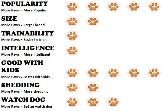 Beagle Size Chart By Age