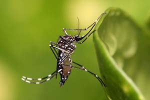 2015 - Epicentro brote virus Zica el mismo donde fueron puestos en libertad mosquitos modificados genéticamente en 2015 Zika-mosquito-300x200
