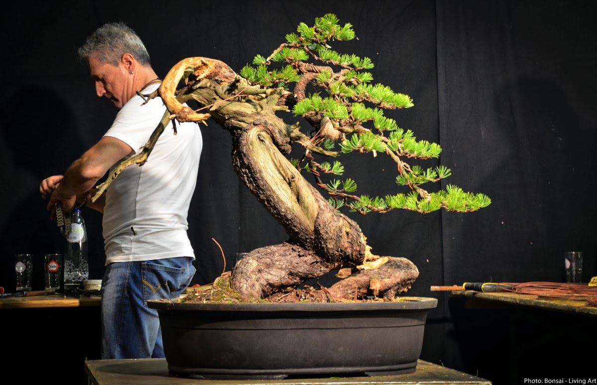 Bonsai Living Art Noelanders Trophy 2014 Demo Nr.2 by Sandro Segneri