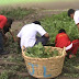 I.E. Libertad incentiva el cultivo de hortalizas en biohuerto escolar