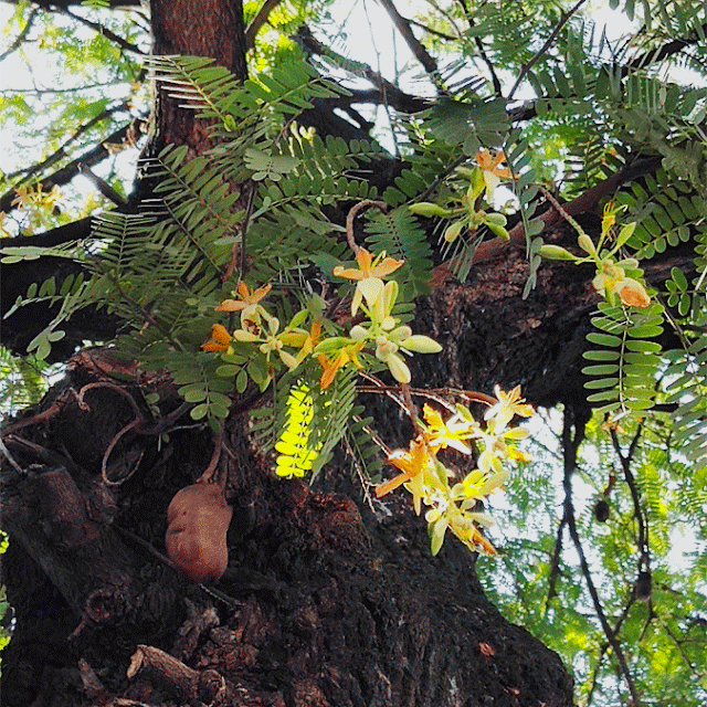 Tamaryndowiec indyjski, tamarind (Tamarindus indica) - jak wygląda w naturze, jak kwitnie, po ilu latach zakwitnie tamaryndowiec? Wygląd, pochodzenie, kwiaty, budowa, owocowanie.