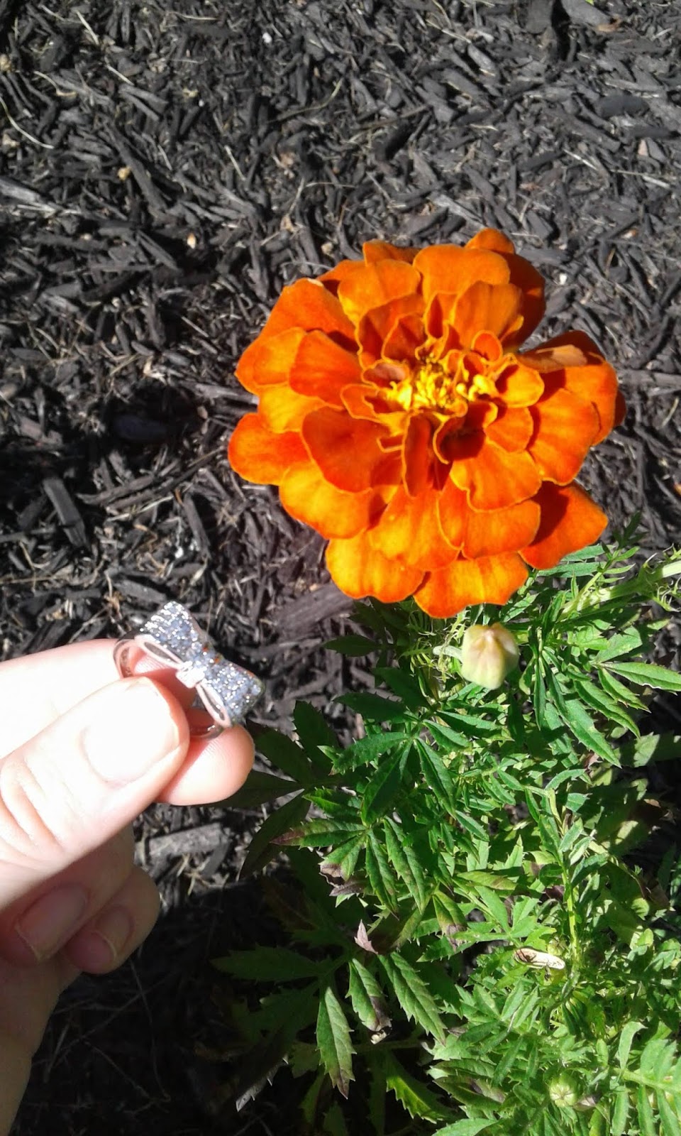 AP Biology Collection Pollen