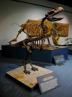 Kumtuks Tahlkie: Fossil Vertebrate of the Month - Terror Bird