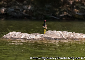 Ranganathittu Birds Red Wattled Lapwing Ranganathittu Birds Red Wattled Lapwing