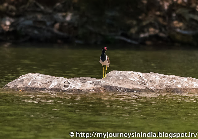 Ranganathittu Birds Red Wattled Lapwing