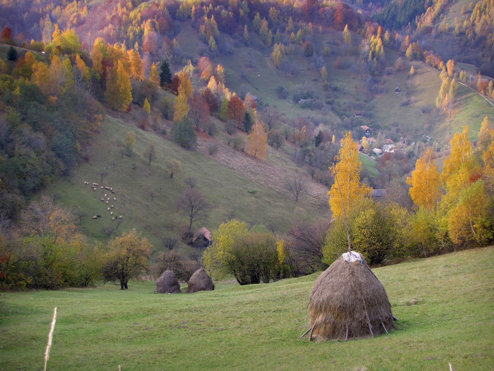 Hobby De Mamica Photo Responsabilitate Sociala Si Altele 