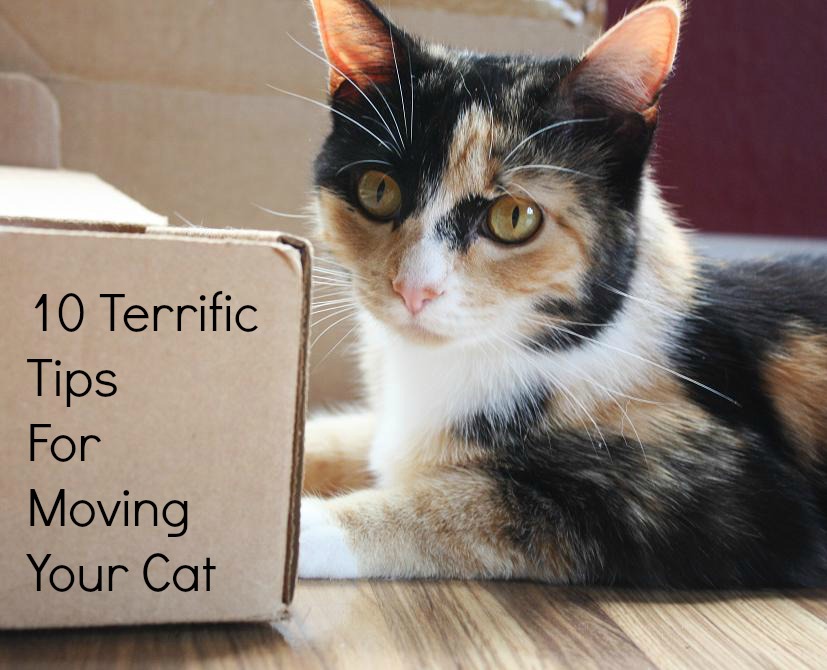 10 Terrific Tips for Moving Your Cat to a New Home