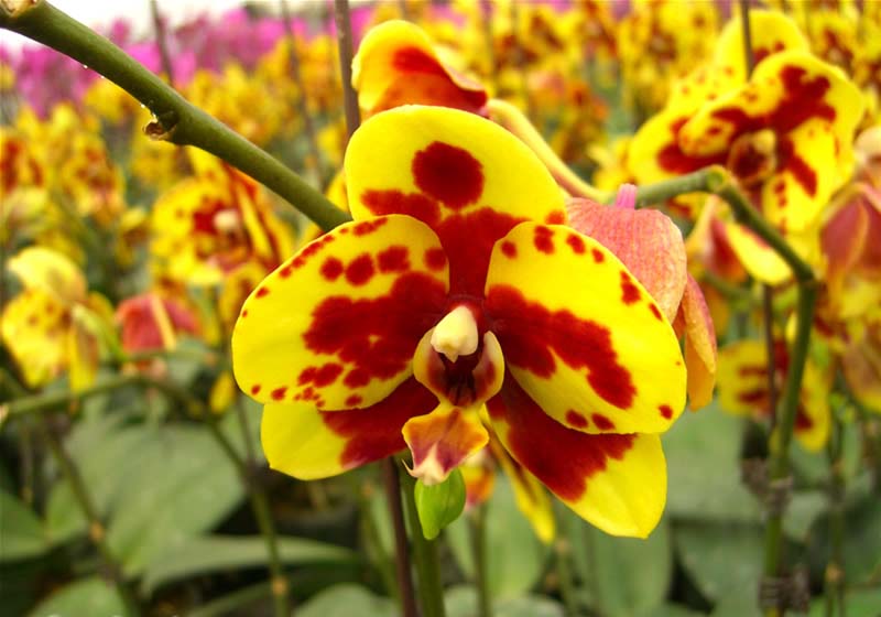 Красно желтая орхидея. Фаленопсис Фловер Пикчерз. Жёлтая Орхидея фаленопсис. Фаленопсис желтый в крапинку. Фаленопсис желтая корова.