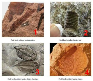 1. Fosil hasil cetakan bagian dalam; 2. Fosil hasil cetakan bagian luar; 3. Fosil hasil cetakan bagian dalam dan luar; 4. Fosil hasil cetakan bagian dalam