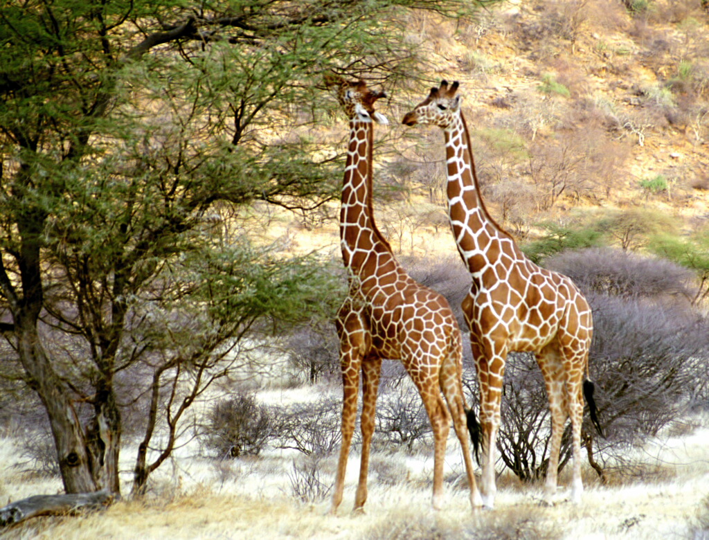 Reticulated Giraffes kiyute80