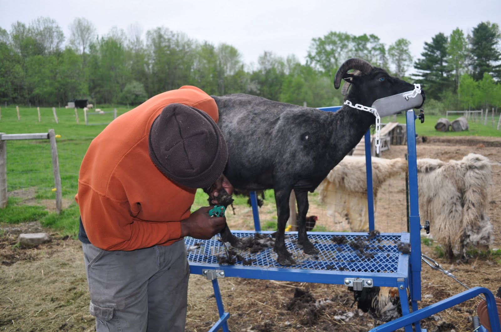 Mainely Ewes Farm Our First Sheep Shearing