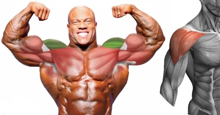 Muscle Trapez