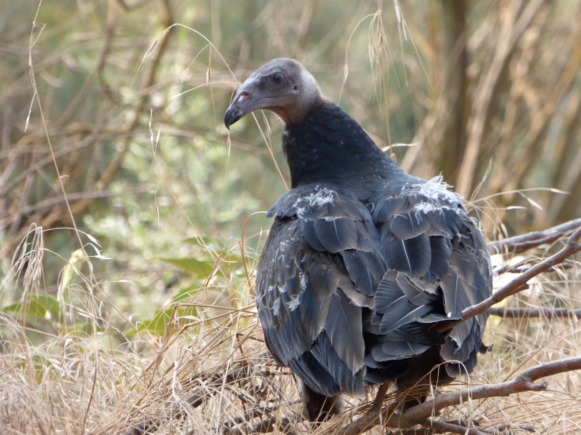 Geotripper's California Birds Juvenile Turkey Vulture on the Tuolumne