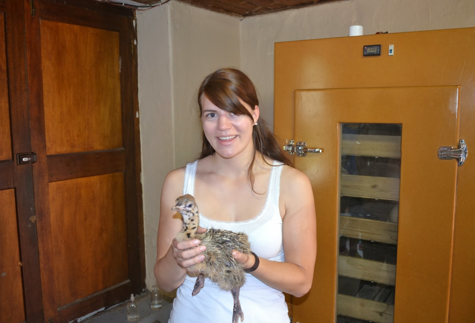 Auslandssemester Südafrika Addo Elephant National Park und Ostrich