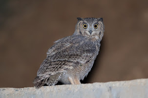 Arabian Spotted Eagle Owl (Bubo milesi)