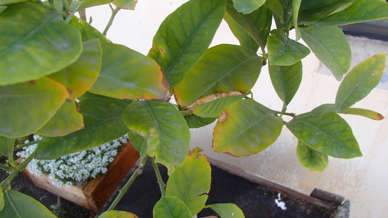 Xtremehorticulture of the Desert Yellowing Leaves Can Mean a Lack of Water