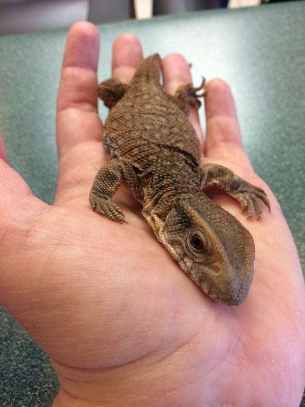 bearded-dragon-vet